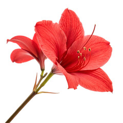 hibiscus flower isolated on white
