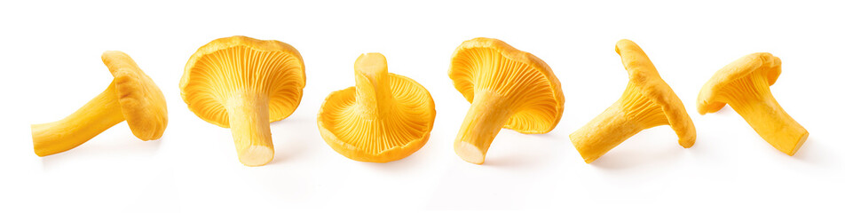 Set of raw fresh chanterelle mushrooms isolated on white background.
Collection of edible wild mushroom chanterelle.
