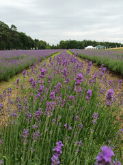 Ein blühendes Lavendelfeld im Sommer