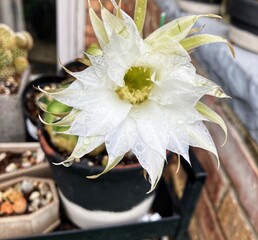 A hedgehog cactus in bloom