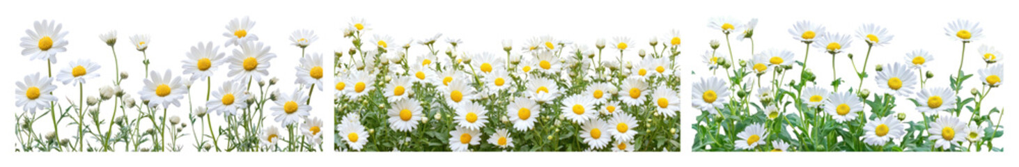 PNG Vibrant daisies in bloom, element set on transparent background