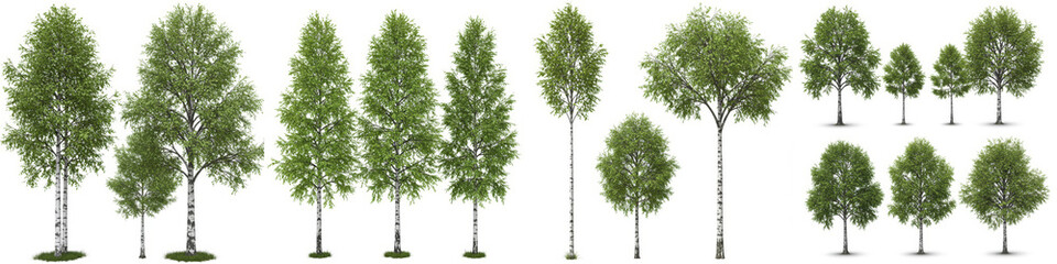 Fototapeta premium Birch Trees Collection Isolated on White Background - Collection of various sized birch trees, isolated on white background. Perfect for landscaping, design, or nature projects