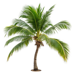 Obraz premium palm tree on white background