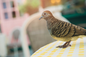 Bird in cafe. Captivating Close-Up of a Striped Bird Perched Gracefully on a Table with a Soft Background Blur