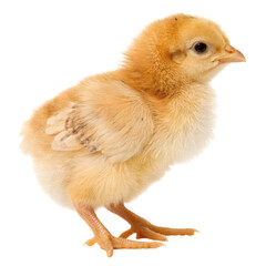 Obraz premium baby chicken on white background