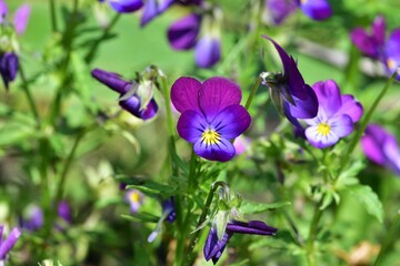 Close-up view of blooming purple pansy flowers (Viola tricolor var. hortensis). Vivid garden blossoms with soft petals and rich color. Springtime floral macro in natural light.
