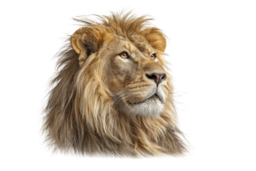 PNG Majestic african lion with golden mane, portrait of powerful male king of the jungle