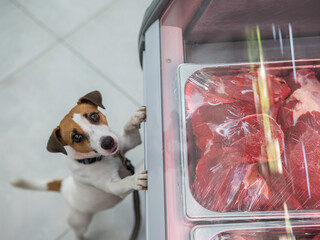 Curious Dog Gazing at Meats in Market Display. 