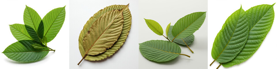 Mitragyna Speciosa Leaves Collection - High-quality showcasing various stages of Mitragyna speciosa leaves, from fresh green to dried brown. Perfect for botanical, herbal, or medicinal contexts