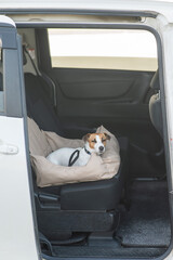 Jack Russell Terrier Dog in a Special Car Seat. 