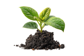 PNG Green plant seedling emerging from rich soil