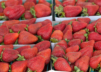 Close up on baskets of fresh picked strawberries. For sale at Farmers Market