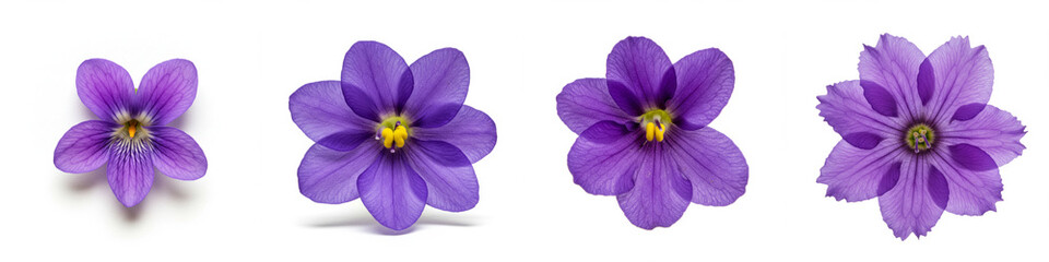Purple Flower Collection - Four purple flowers in various stages of bloom isolated on a white background. Perfect for spring or floral designs