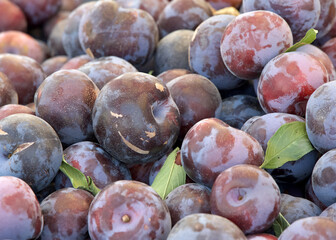 Close up on pile of fresh picked plums, leaves scattered with the fruit. For sale at Farmers Market