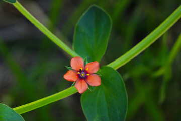 Pimpernel Star Blossom 03