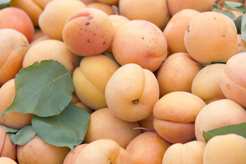 Close up on pile of fresh picked apricots, leaves scattered with the fruit. For sale at Farmers Market