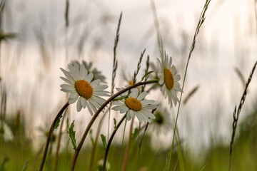 Daisy blossom wet rain in light green meadow grass in mountains
