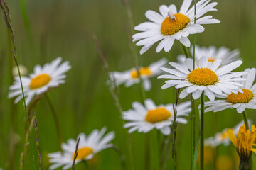 Daisy blossom wet rain in light green meadow grass in mountains