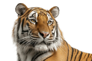 Obraz premium PNG Close-up portrait of a majestic adult tiger against black background