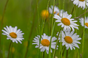 Daisy blossom wet rain in light green meadow grass in mountains