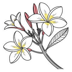 vector illustration of frangipani