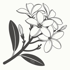 black and white frangipani