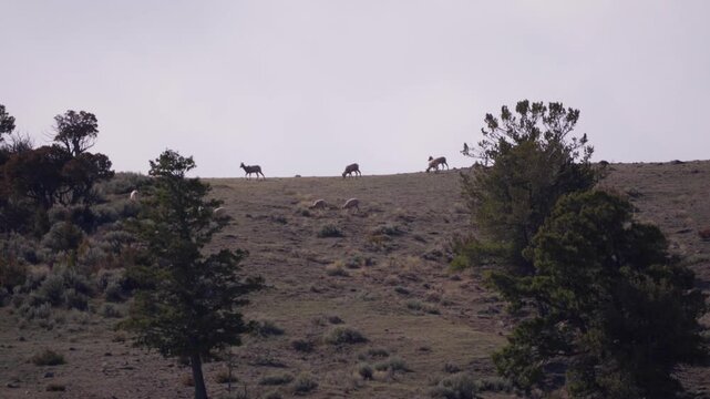 Elk on ridge line 
