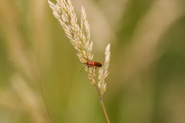 small elongated red beetle, red fire beetle on a stalk with seeds, lily beetle with long antennae,...