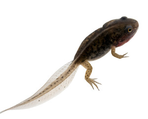 A young axolotl with a transparent background. The axolotl has a dark body with light spots and a...