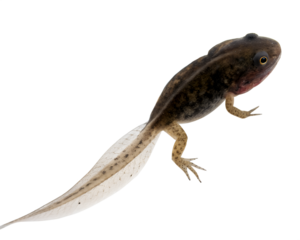 A young axolotl with a transparent background. The axolotl has a dark body with light spots and a long, feathery tail. Its gills are prominent and pinkish in color.