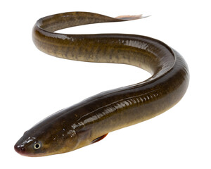 Obraz premium A long, slender eel with a smooth, shiny body. The eel is brown with lighter shades and a pointed tail. It is isolated on a transparent background.