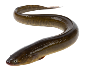 A long, slender eel with a smooth, shiny body. The eel is brown with lighter shades and a pointed tail. It is isolated on a transparent background.