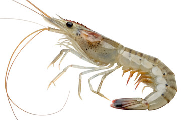 A detailed close-up of a transparent shrimp with long antennae and distinct body segments. The shrimp is positioned against a transparent background.