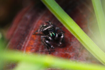 Bold Jumping Spider 10