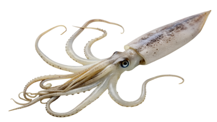 A detailed illustration of a common squid with elongated body and long tentacles. The squid is displayed against a transparent background, showcasing its features clearly.
