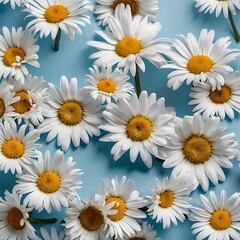 Fototapeta premium White Daisies Scattered on Pale Blue Background