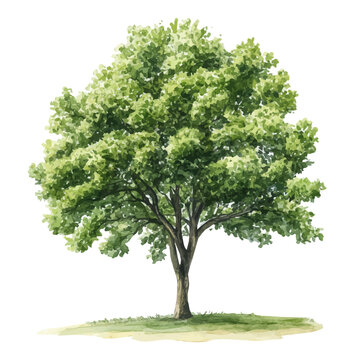 A Hackberry Tree, watercolor painting vector, isolated on a white background.