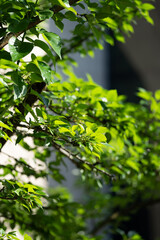 Sunlit Tree Branch with Lush Green Leaves in Natural Outdoor Setting