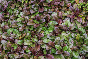 Red green foliage of ajuga reptans, background pattern.