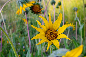 Yellow Sun Balsamroot 02