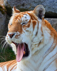 Golden Tabby Tiger Mid-Yawn on Grass