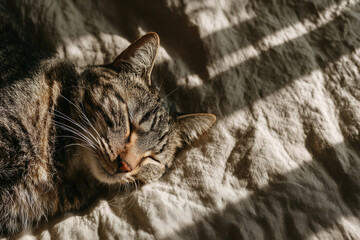 Cat sleeping peacefully in sunlight on soft linen bedspread