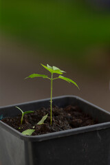A small plant is growing steadily in a shiny black pot, showcasing its vibrant green leaves...
