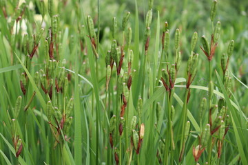 Fruiting Siberian irises (Iris sibirica) in summer garden
