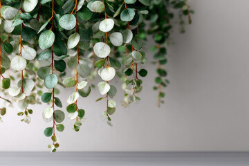 Hanging eucalyptus leaves on white background