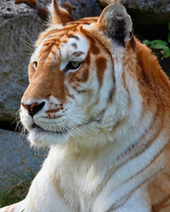 Golden Tabby Tiger Looks into Distance