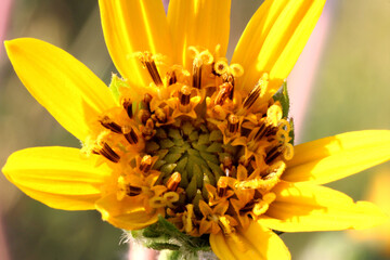 Balsamroot Blossom Florets 04