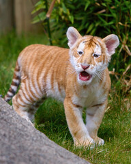 Golden Tabby Tiger Cub Walks on Grass