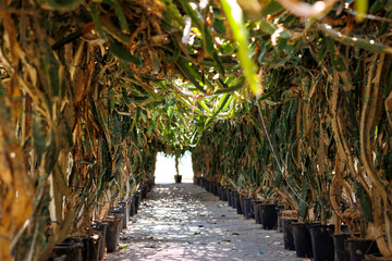 Dragon Fruit Cactus Growing in Greenhouse Farm, Long green dragon fruit cacti cultivated in pots...