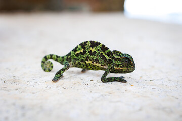 Chameleon , Stone Surface in Cyprus, Close-up Photo of a green chameleon slowly walking toward 